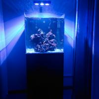 Acquario marino completo