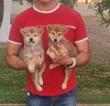 shiba-inu