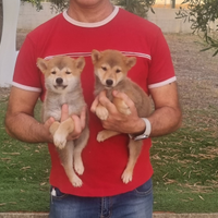 Shiba inu
