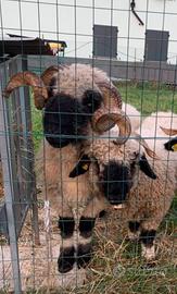 Coppia pecore naso nero del vallese