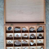 raccolta di fossili