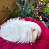 Cavia porcellino d'india a pelo lungo