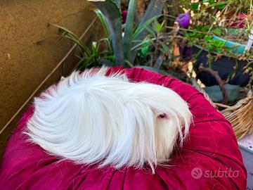 Cavia porcellino d'india a pelo lungo