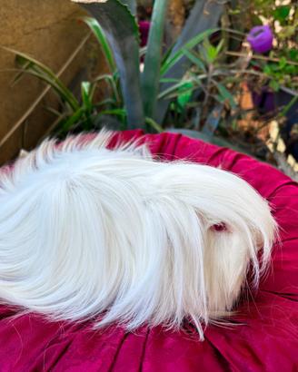 Cavia porcellino d'india a pelo lungo