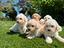Immagine 6
