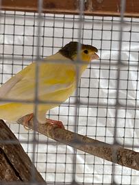 Canarino maschio con ciuffo