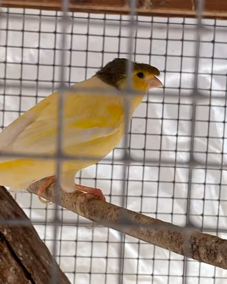 Canarino maschio con ciuffo