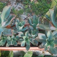Piantine di Echeveria Magnifica