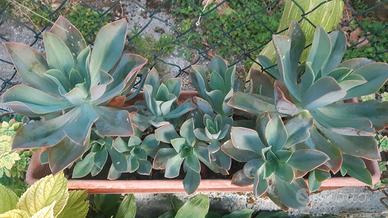 Piantine di Echeveria Magnifica