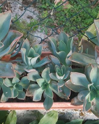 Piantine di Echeveria Magnifica