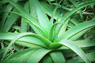 Aloe vera e zamioculas vasi e bulbi