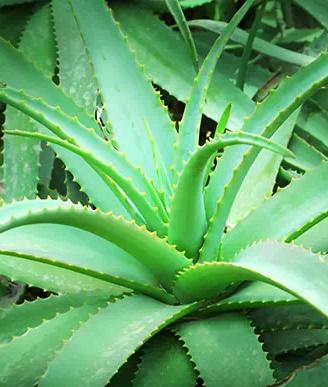 Aloe vera e zamioculas vasi e bulbi