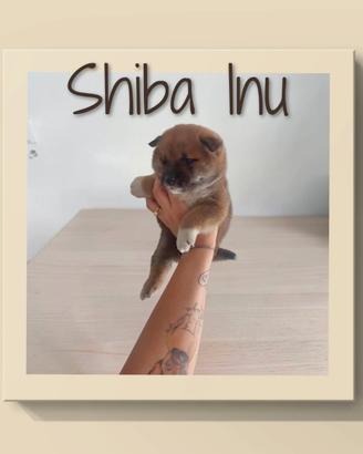 Shiba Inu