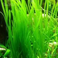 Vallisneria Natans e altre piante per acquario