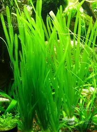 Vallisneria Natans e altre piante per acquario