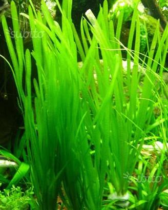 Vallisneria Natans e altre piante per acquario