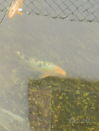 Koi 20/25cm