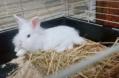 Coniglietto testa di leone