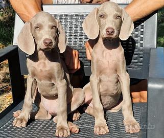 Weimaraner con pedigree Enci Disponibili subito