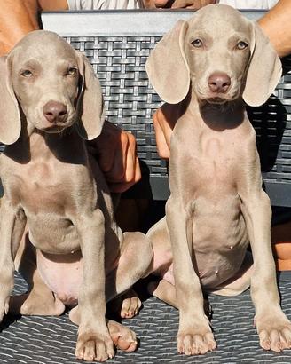 Weimaraner con pedigree Enci Disponibili subito