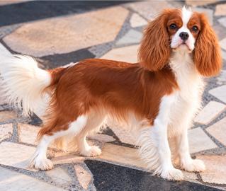 cavalier king enci