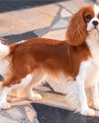 cavalier king enci