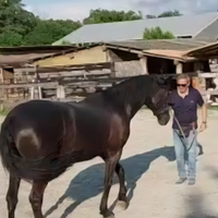 Cavalla Minorchina pura razza