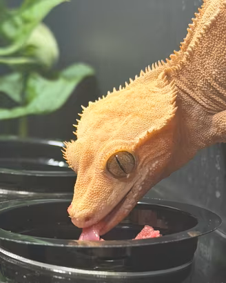 Geko ciliatus e terrario in pvc