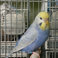 Cocorite disponibili varie colorazioni