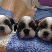 Cuccioli Shitzu