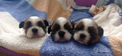 Cuccioli Shitzu