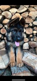 Cuccioli pastore tedesco