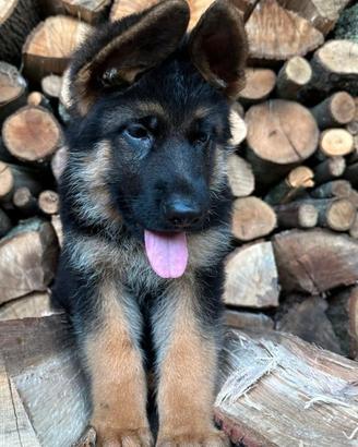 Cuccioli pastore tedesco
