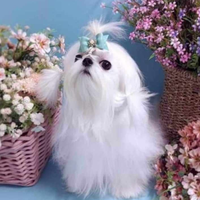 Maltese Coreano