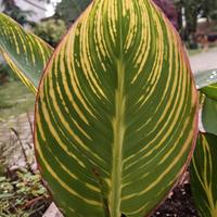 20 varietà canna indica, giganti e variegate 