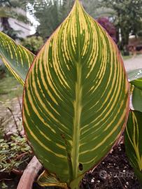 20 varietà canna indica, giganti e variegate 