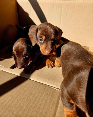 Cuccioli bassotto nano