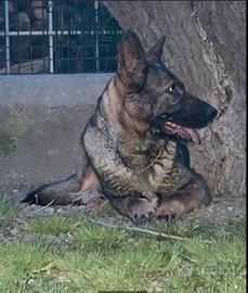 Vendita pastore tedesco grigione