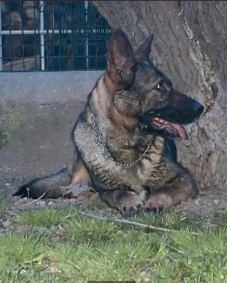 Vendita pastore tedesco grigione