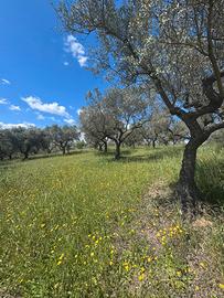 Terreno Agricolo 1 ettaro (Uliveto) - Pianella