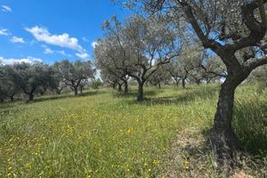 Terreno Agricolo 1 ettaro (Uliveto) - Pianella
