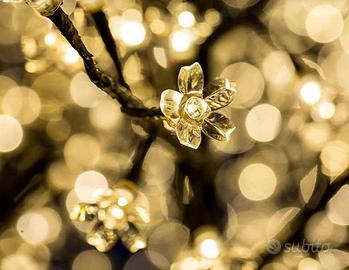 Coppia: EDG MELO FIORITO