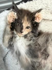 Femmine Maine Coon