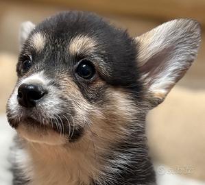 Cuccioli di welsh corgi pembroke