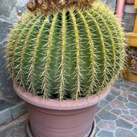 Cuscino della suocera