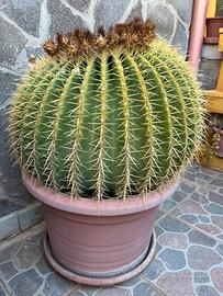Cuscino della suocera