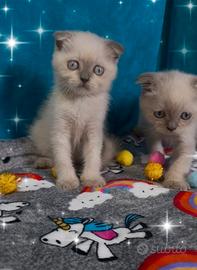 Gattini scottish fold colore blupoint