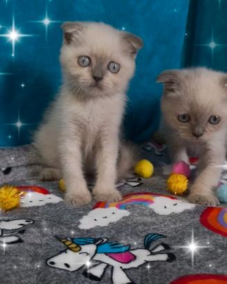 Gattini scottish fold colore blupoint