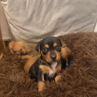 Cuccioli Pinscher nano