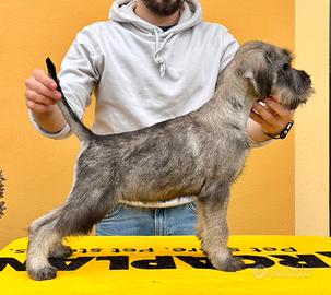 Cucciolo Femmina - Schnauzer Medio Pepe & Sale